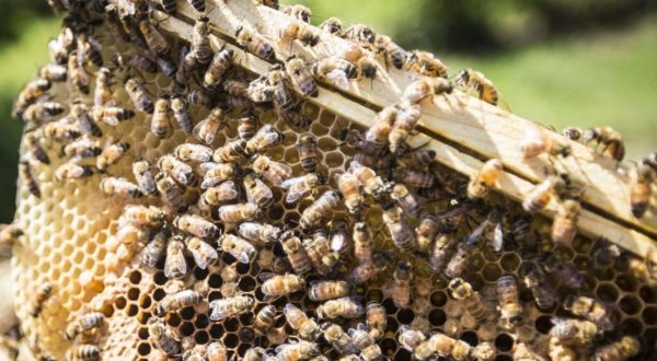 bee-hive-team-building